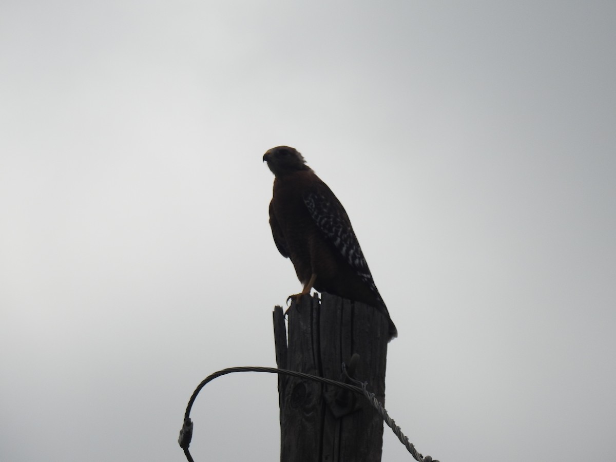 Red-shouldered Hawk - ML623958890