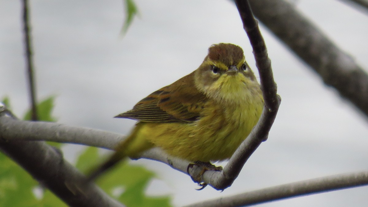 Palm Warbler - ML623958891