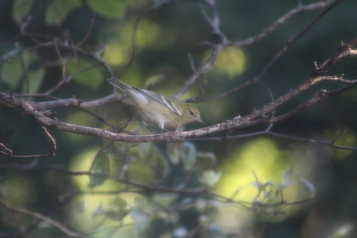 Bay-breasted Warbler - Bill Bunke