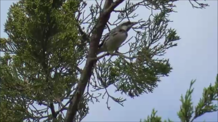 Black-throated Gray Warbler - ML623958900