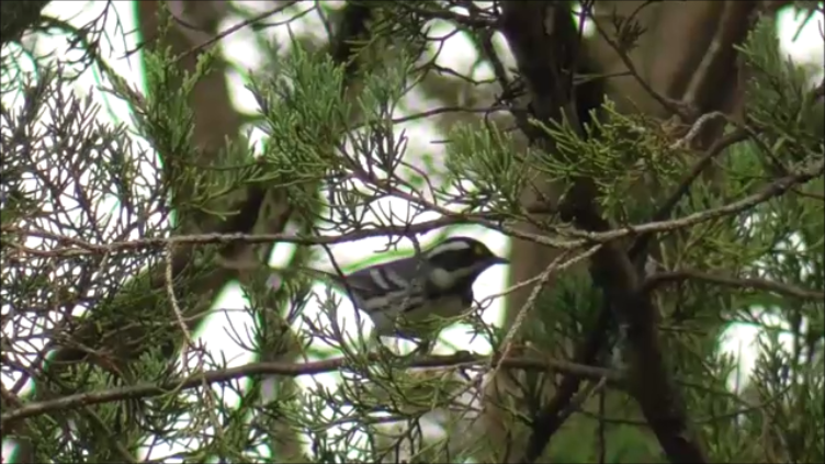 Black-throated Gray Warbler - ML623958901