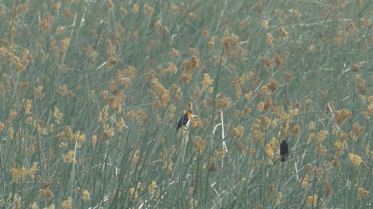 Yellow-headed Blackbird - ML623958903