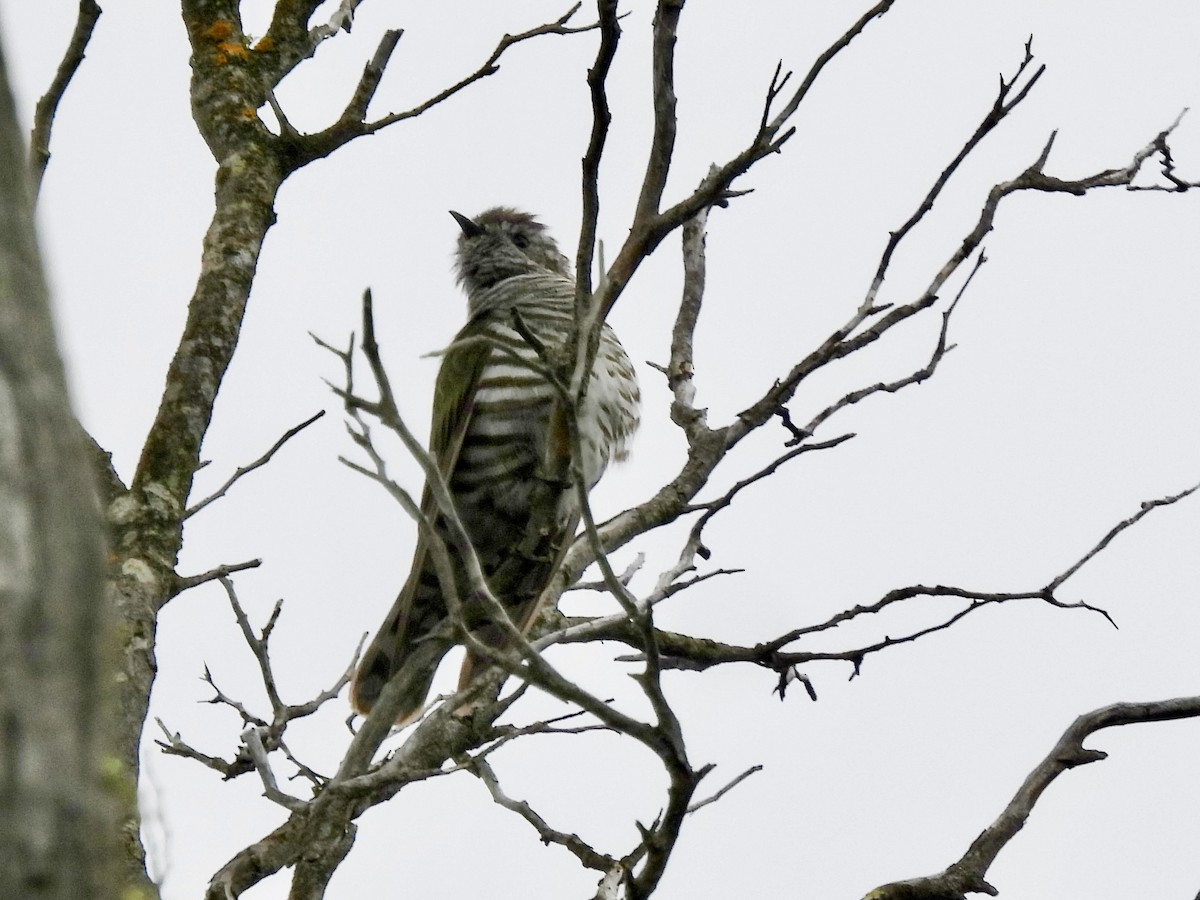 Shining Bronze-Cuckoo - Katy Globus