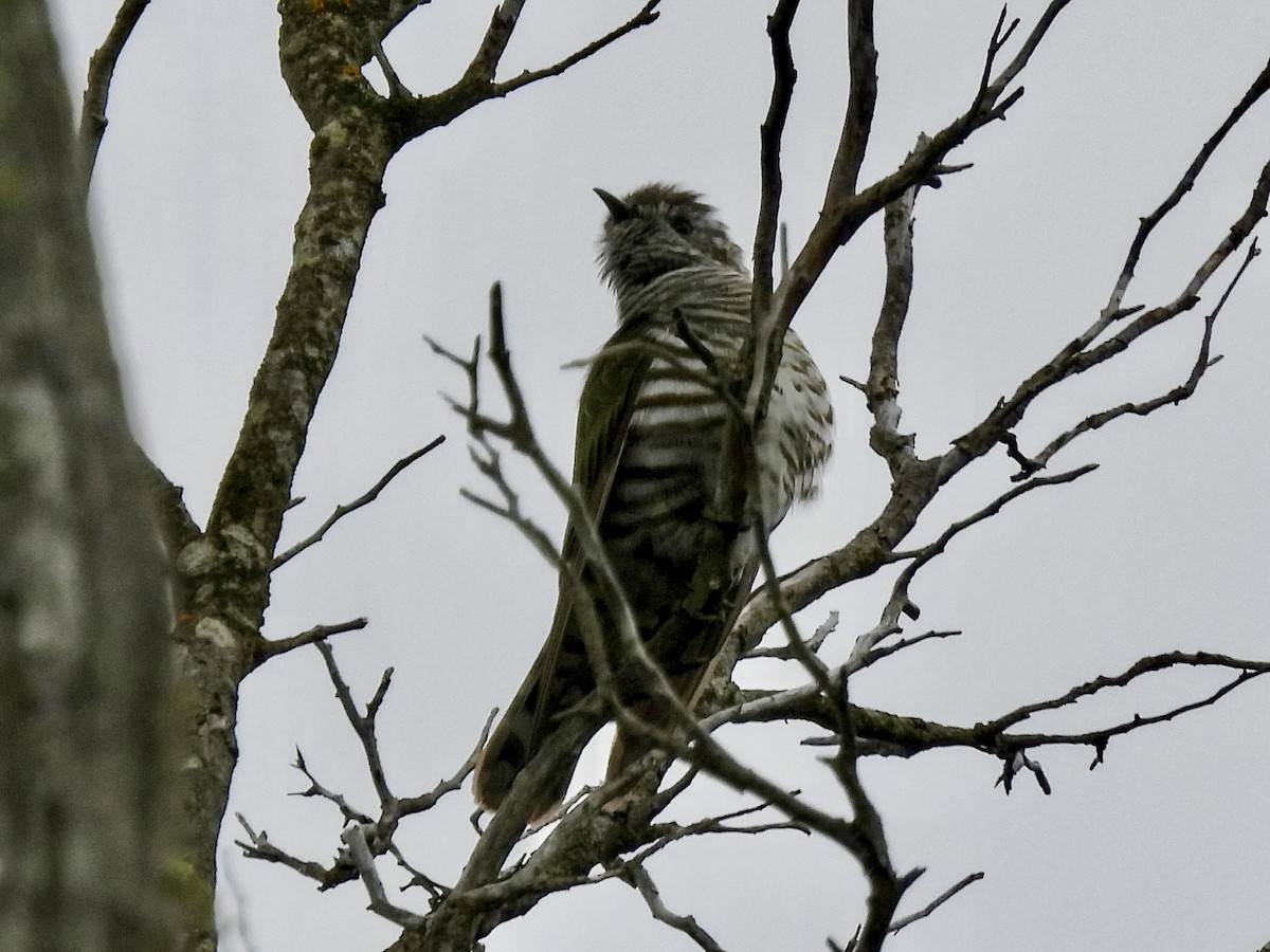 Shining Bronze-Cuckoo - ML623958907