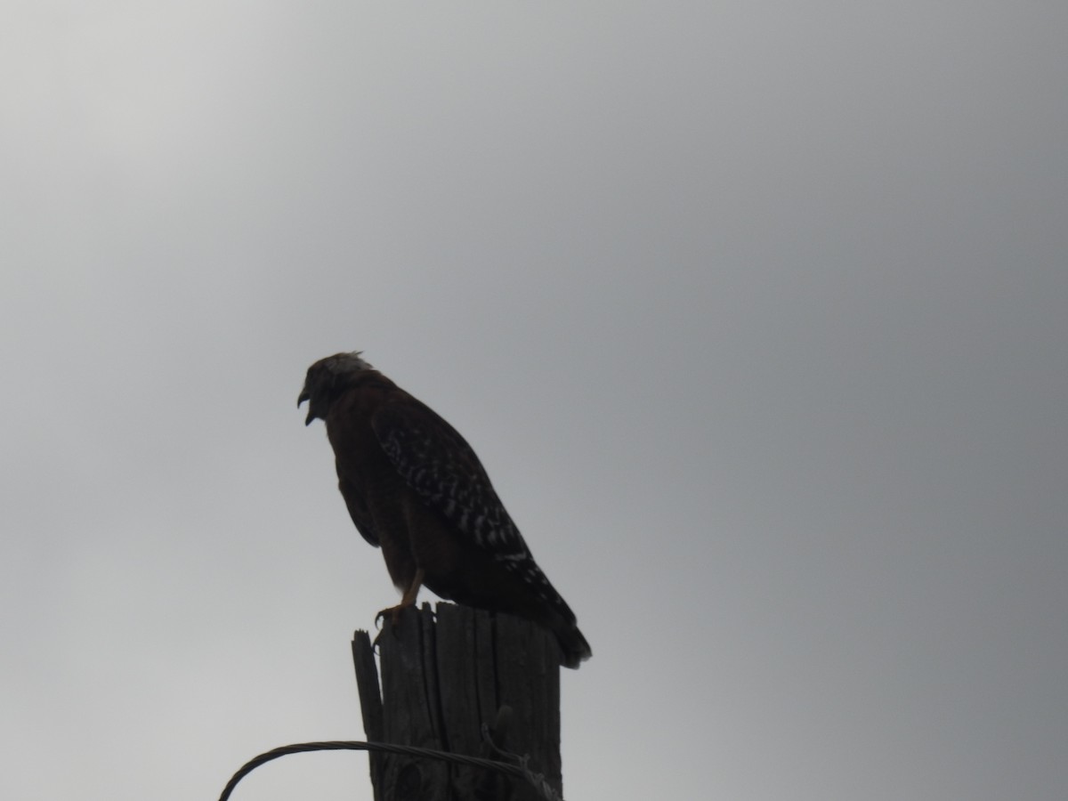 Red-shouldered Hawk - ML623958909