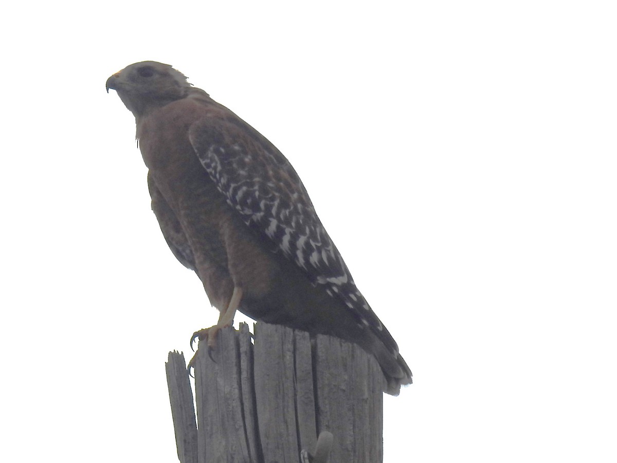 Red-shouldered Hawk - ML623958916
