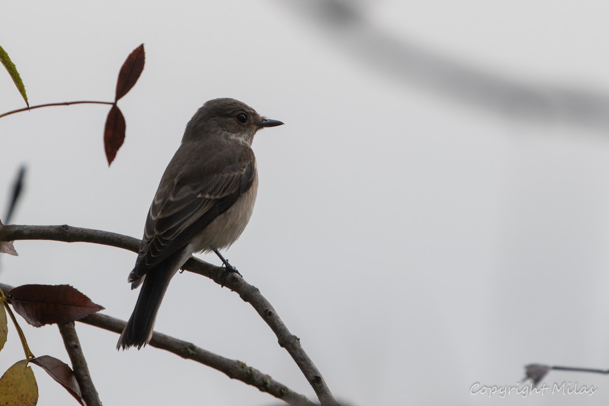 Spotted Flycatcher - ML623958924