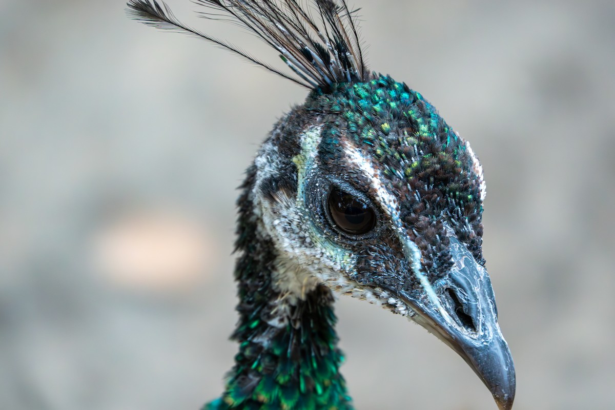 Indian Peafowl (Domestic type) - ML623958926