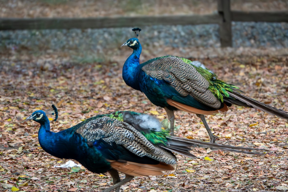 Indian Peafowl (Domestic type) - ML623958927