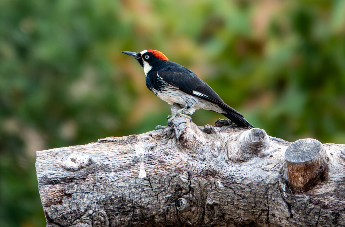 Acorn Woodpecker - ML623958930