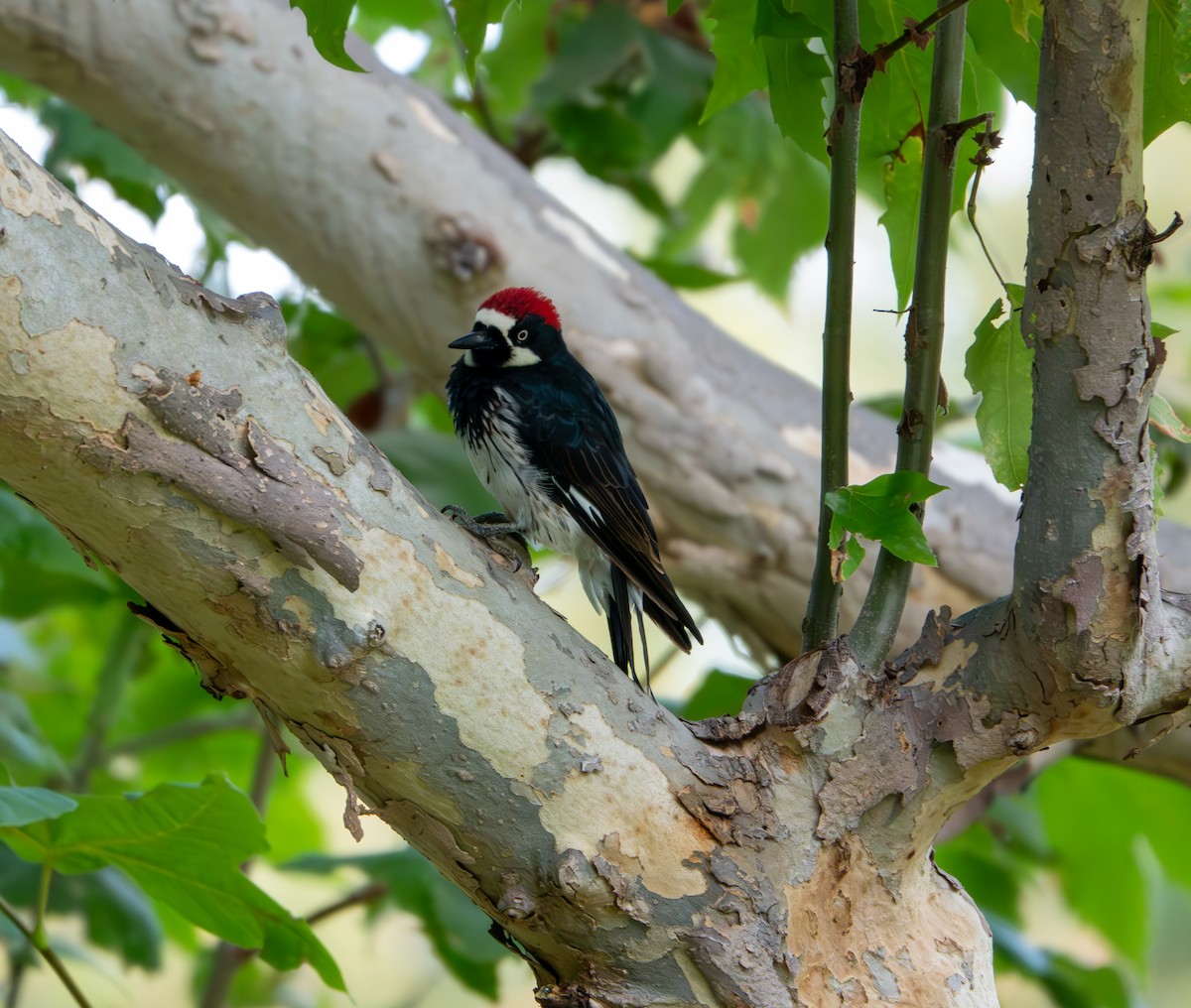 Acorn Woodpecker - ML623958932