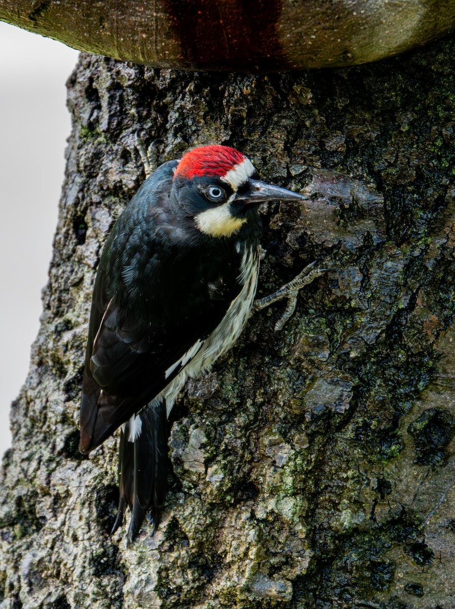 Acorn Woodpecker - ML623958933