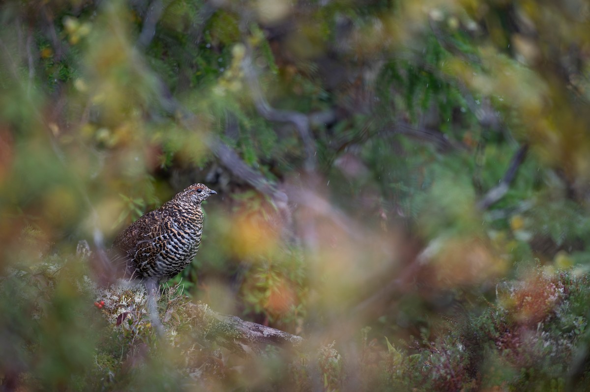 Spruce Grouse - ML623958943