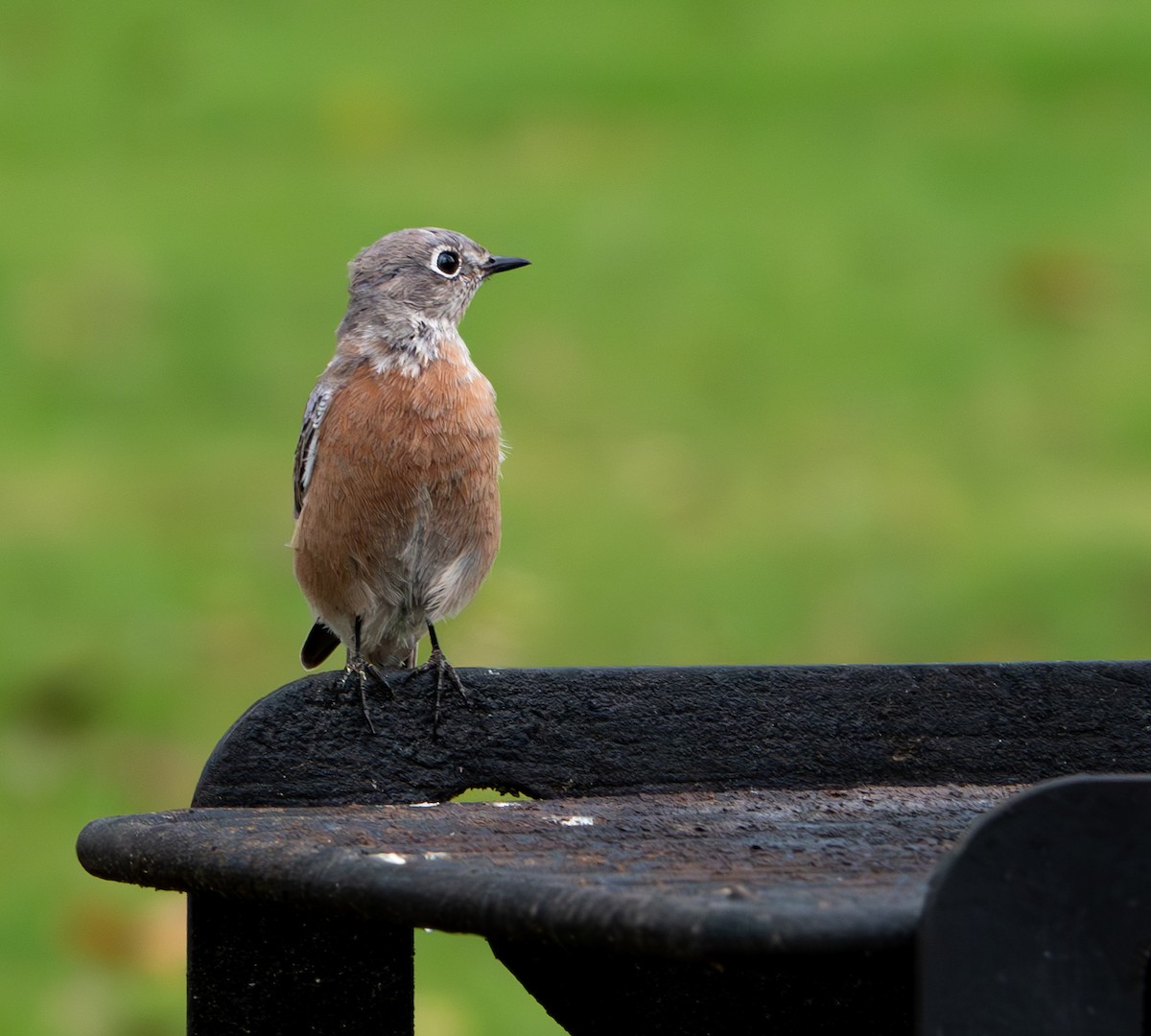 Western Bluebird - ML623958951