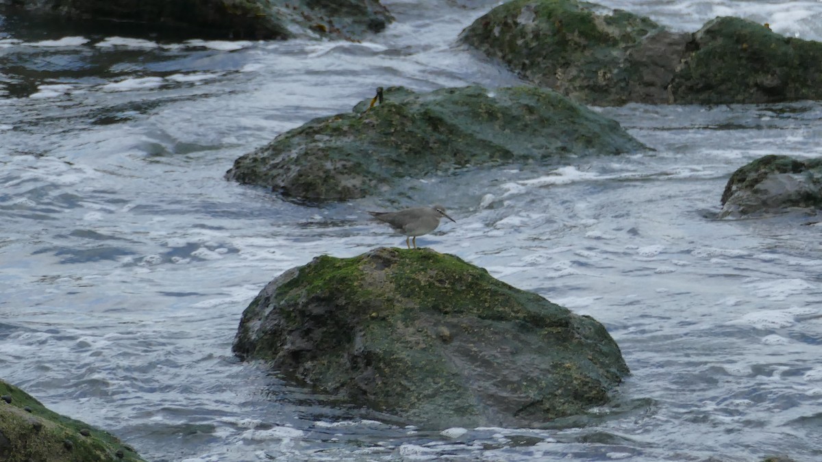 Wandering Tattler - ML623958959