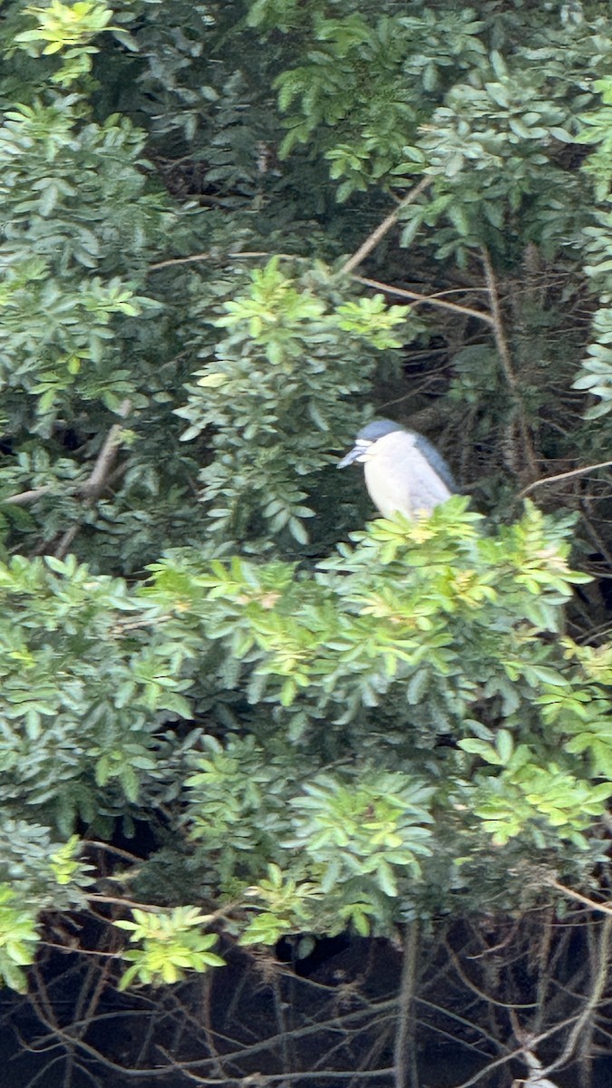 Black-crowned Night Heron - ML623958960