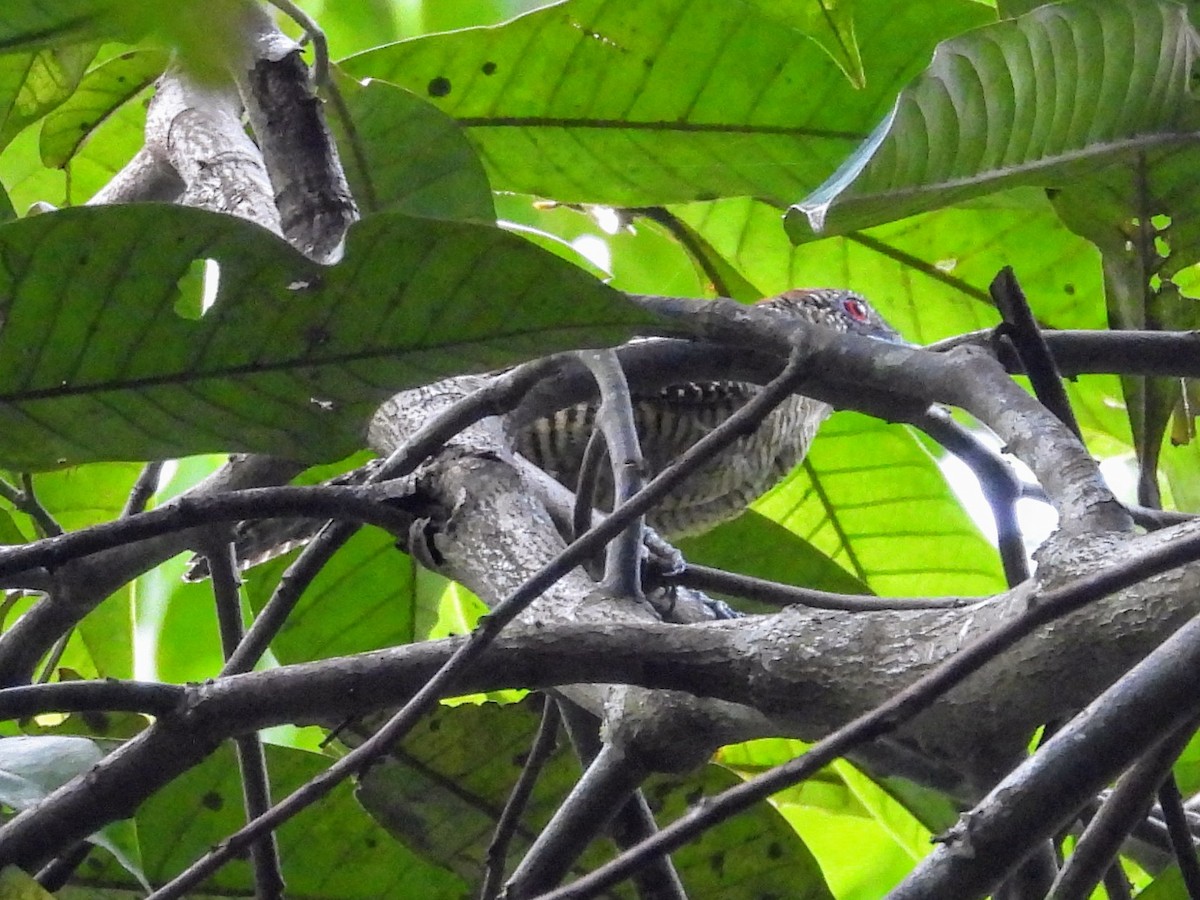 Fasciated Antshrike - Lisa Schibley