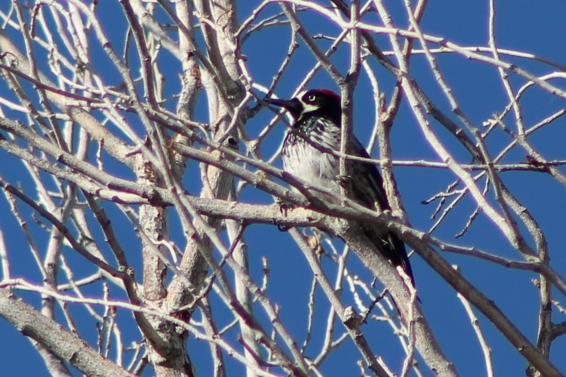 Acorn Woodpecker (Acorn) - ML623958968