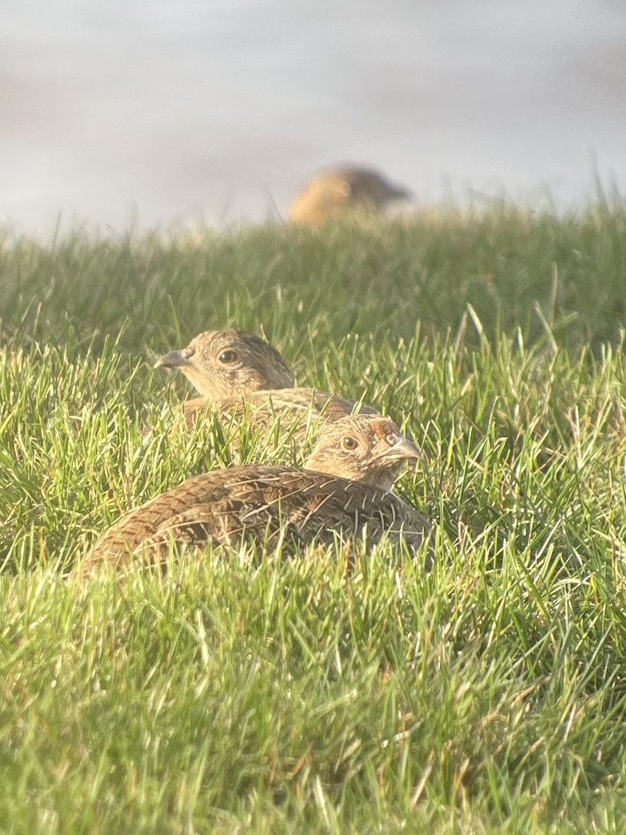 Gray Partridge - ML623958970