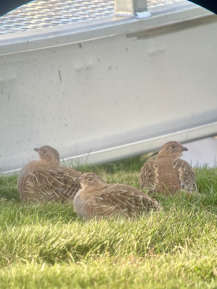 Gray Partridge - ML623958971