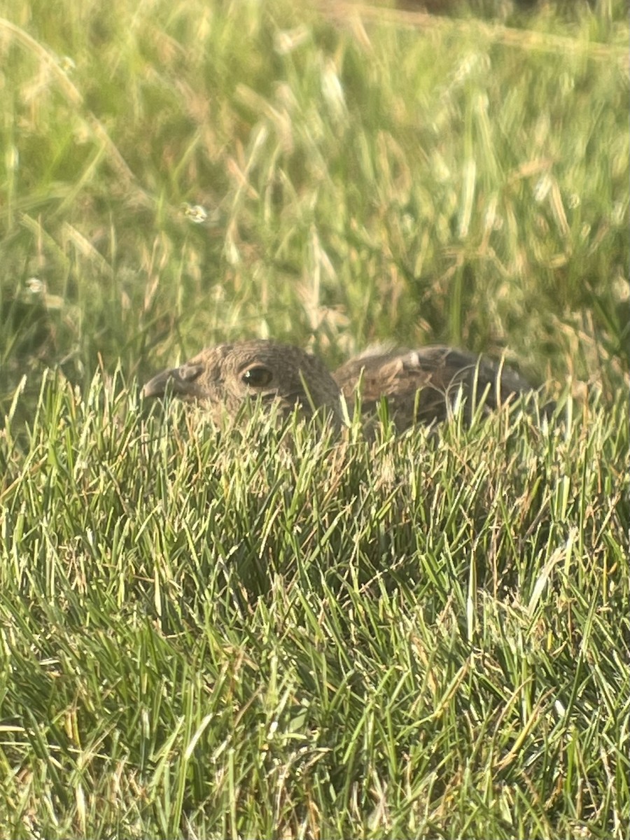 Gray Partridge - ML623958972