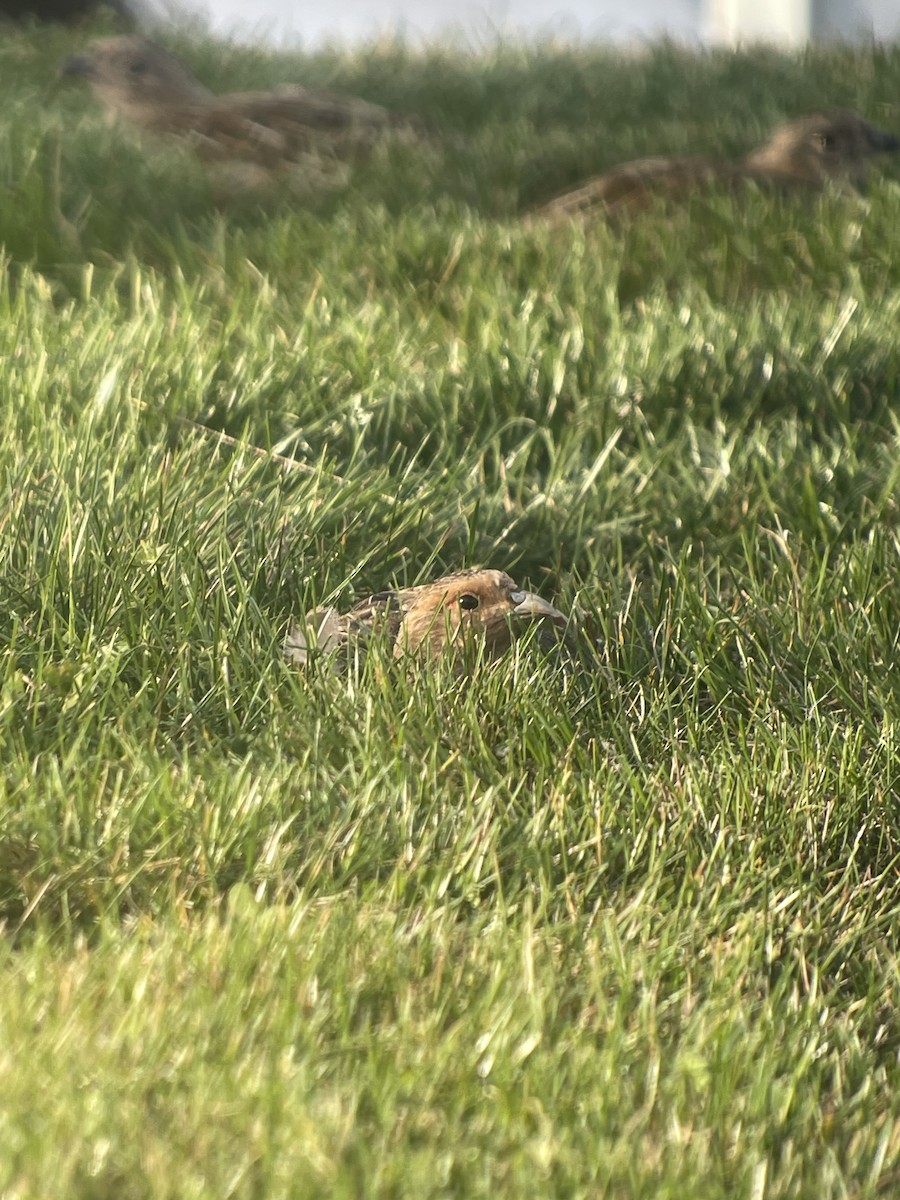 Gray Partridge - ML623958973