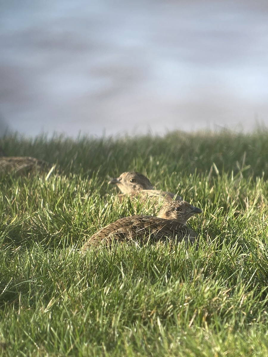 Gray Partridge - ML623958974