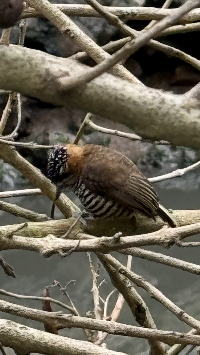 Ochre-collared Piculet - ML623958977