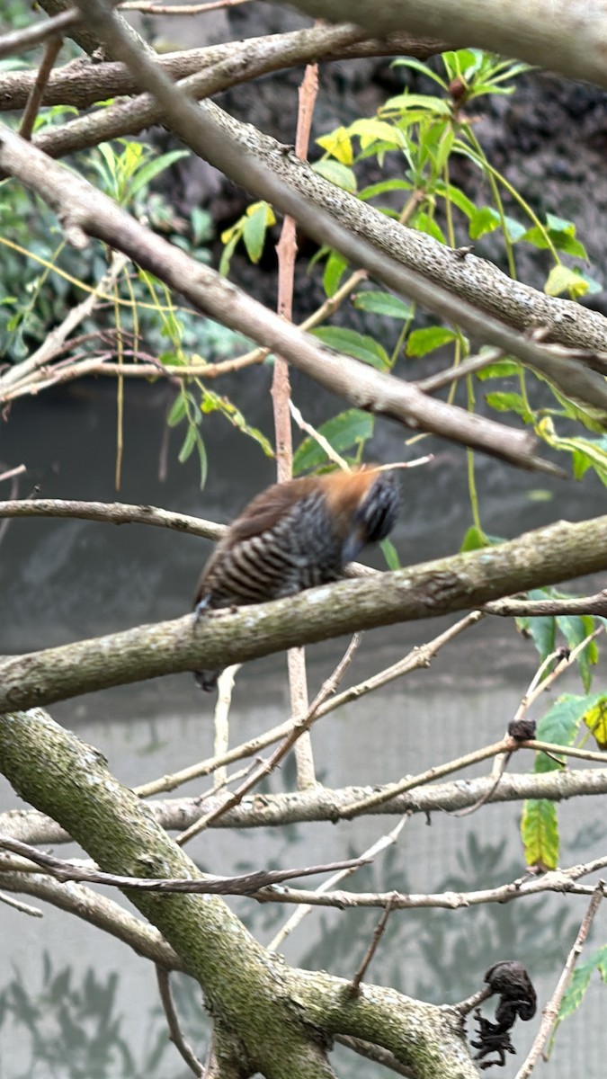 Ochre-collared Piculet - ML623958978