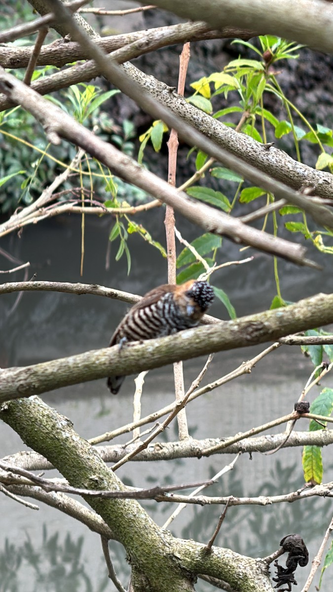 Ochre-collared Piculet - ML623958979