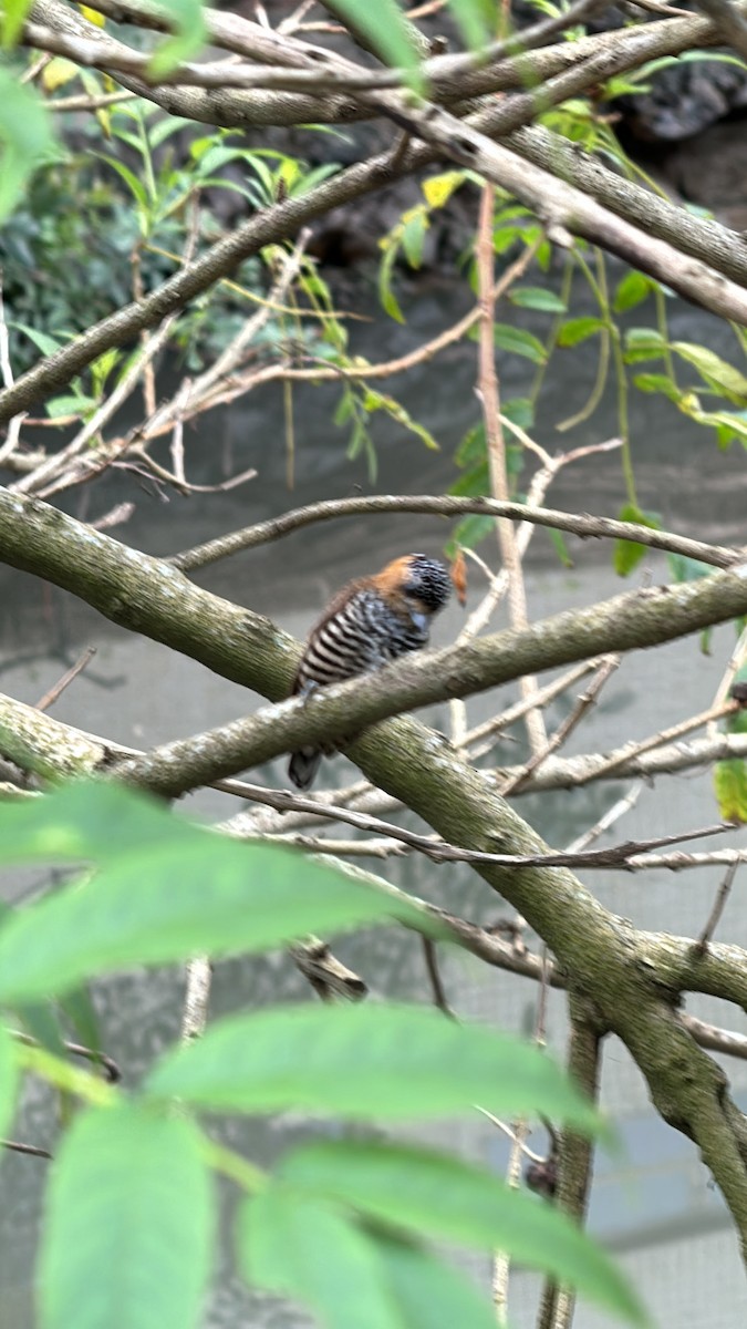 Ochre-collared Piculet - ML623958980