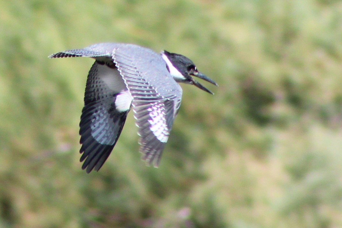 Belted Kingfisher - ML623958990