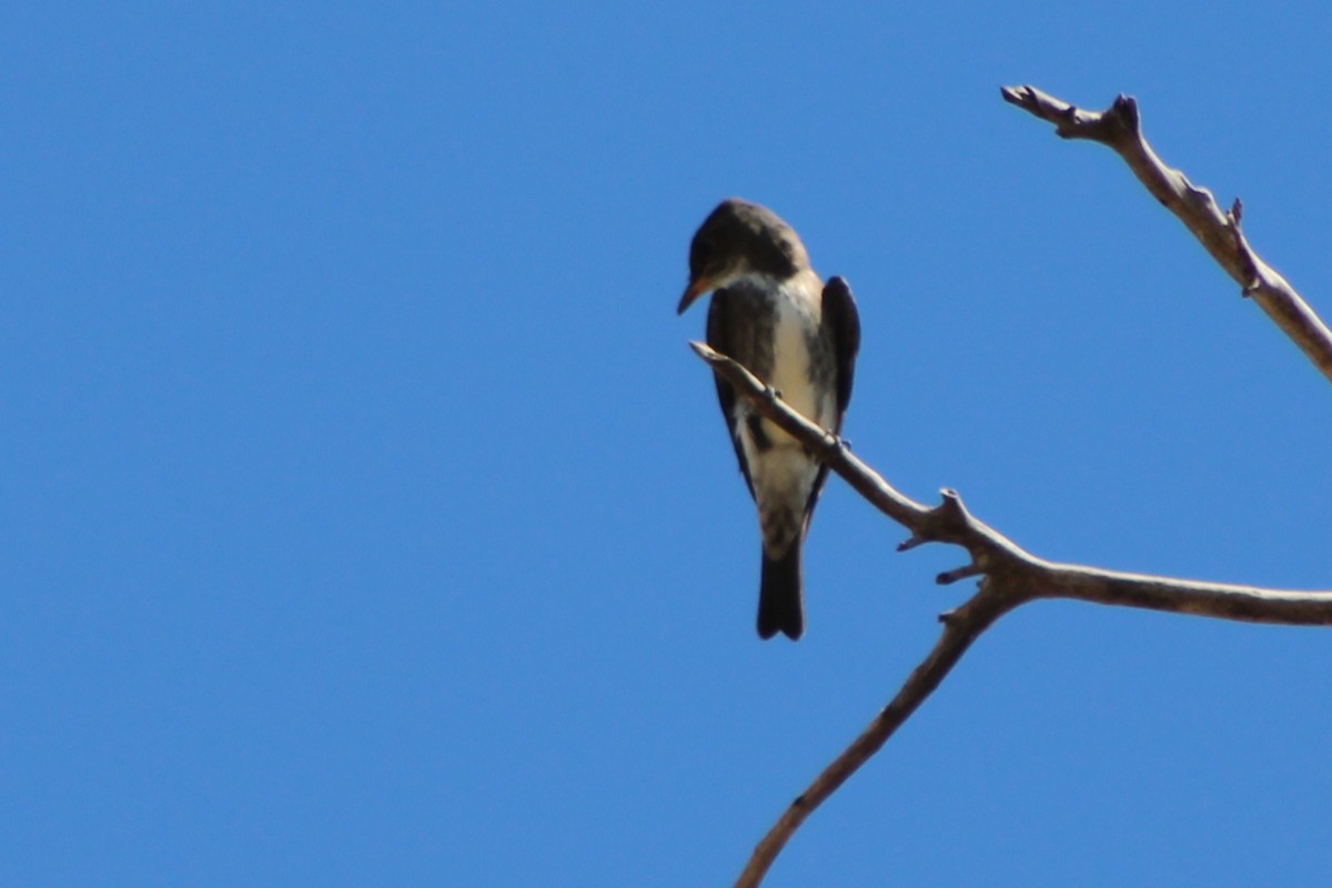 Olive-sided Flycatcher - ML623958997