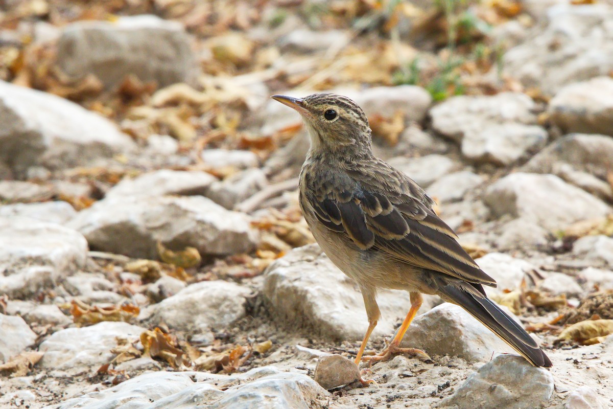 Long-billed Pipit - ML623959001