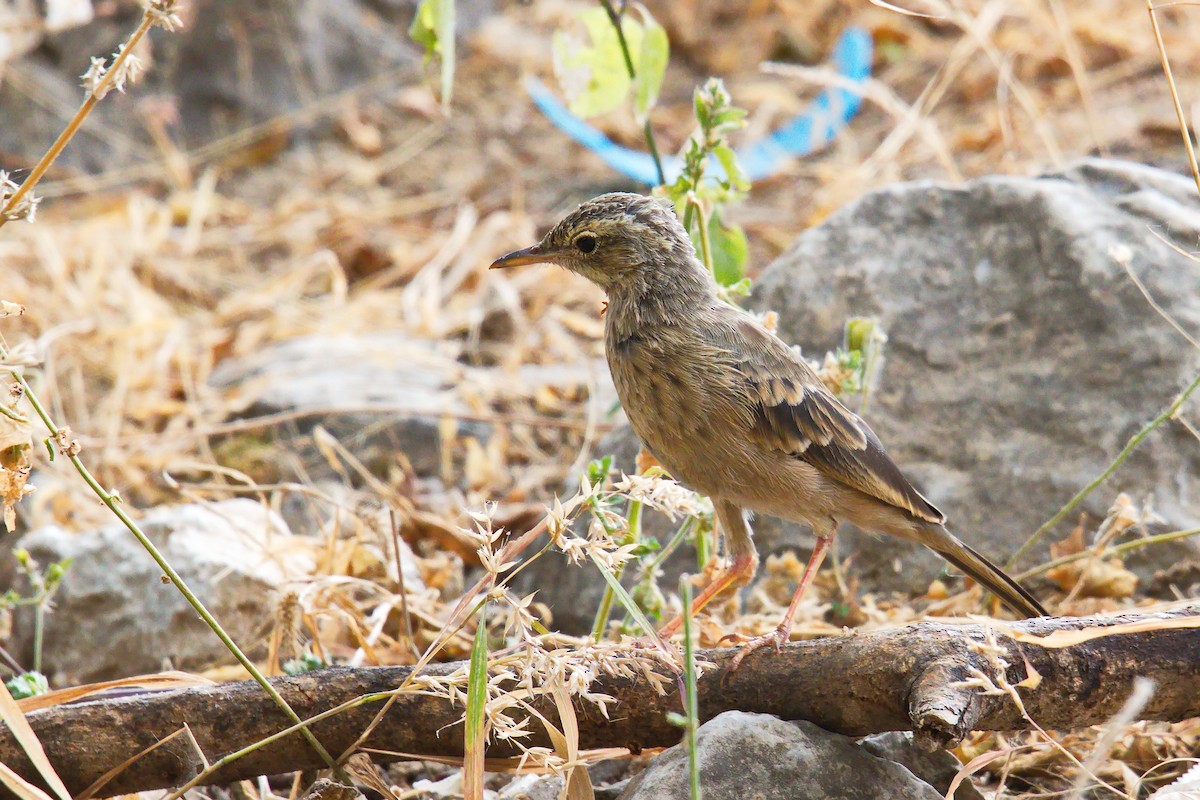 Long-billed Pipit - ML623959004