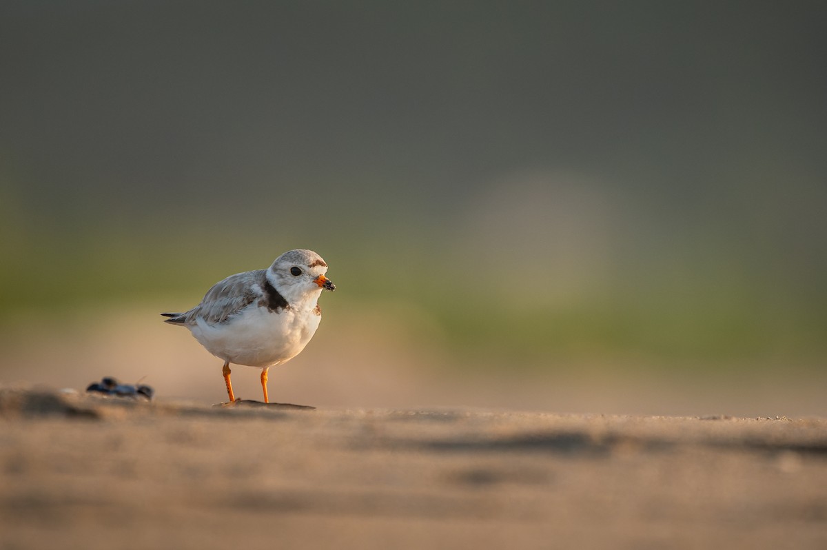 Piping Plover - ML623959007