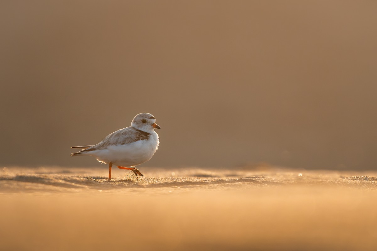 Piping Plover - ML623959008