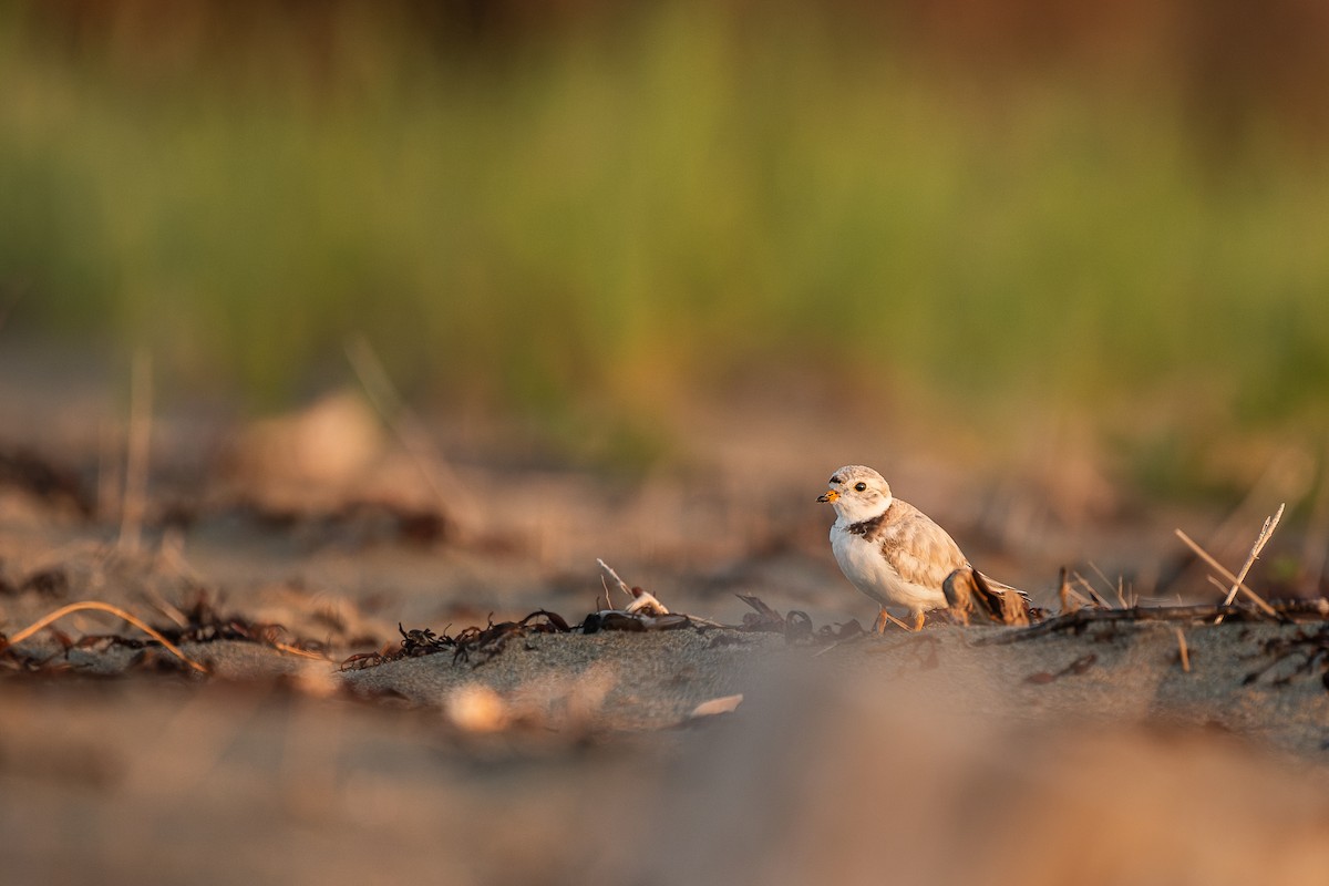 Piping Plover - ML623959009