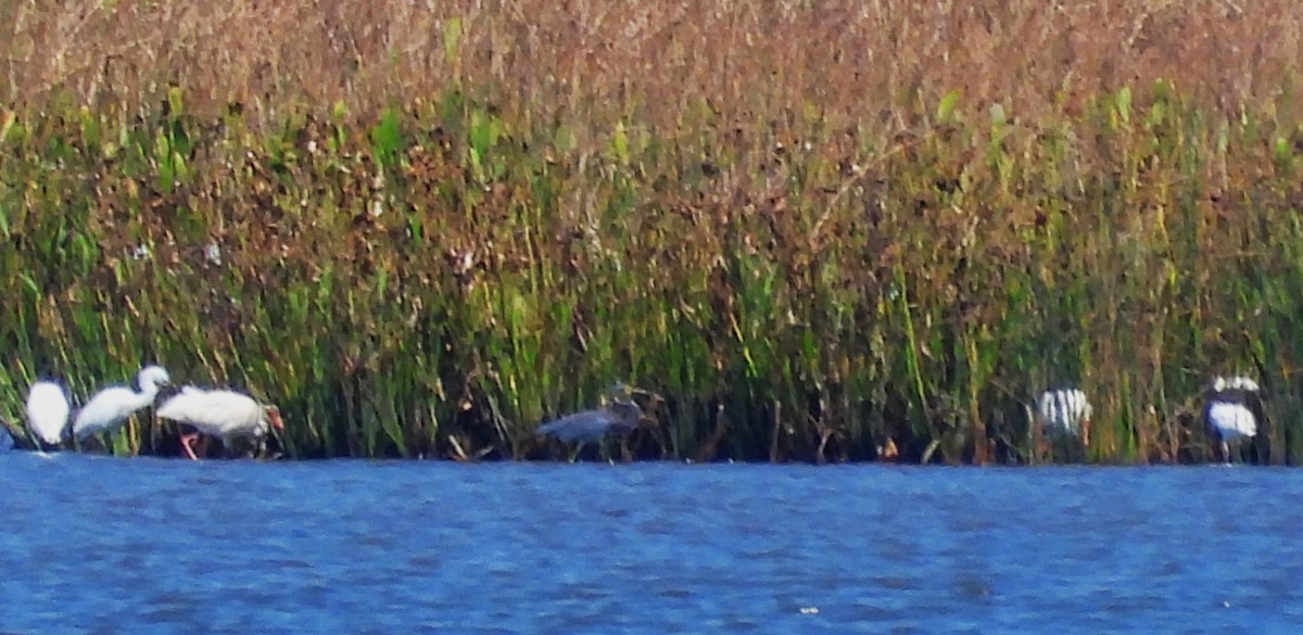 Tricolored Heron - ML623959027