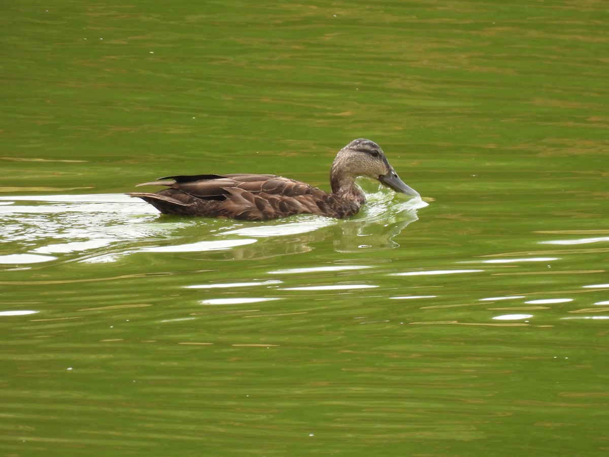 Canard noir - ML623959031