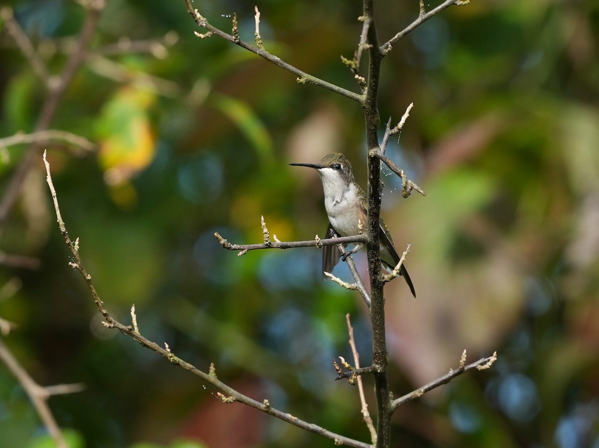 Ruby-throated Hummingbird - ML623959041