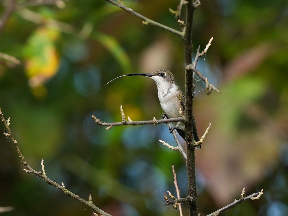 Ruby-throated Hummingbird - ML623959042