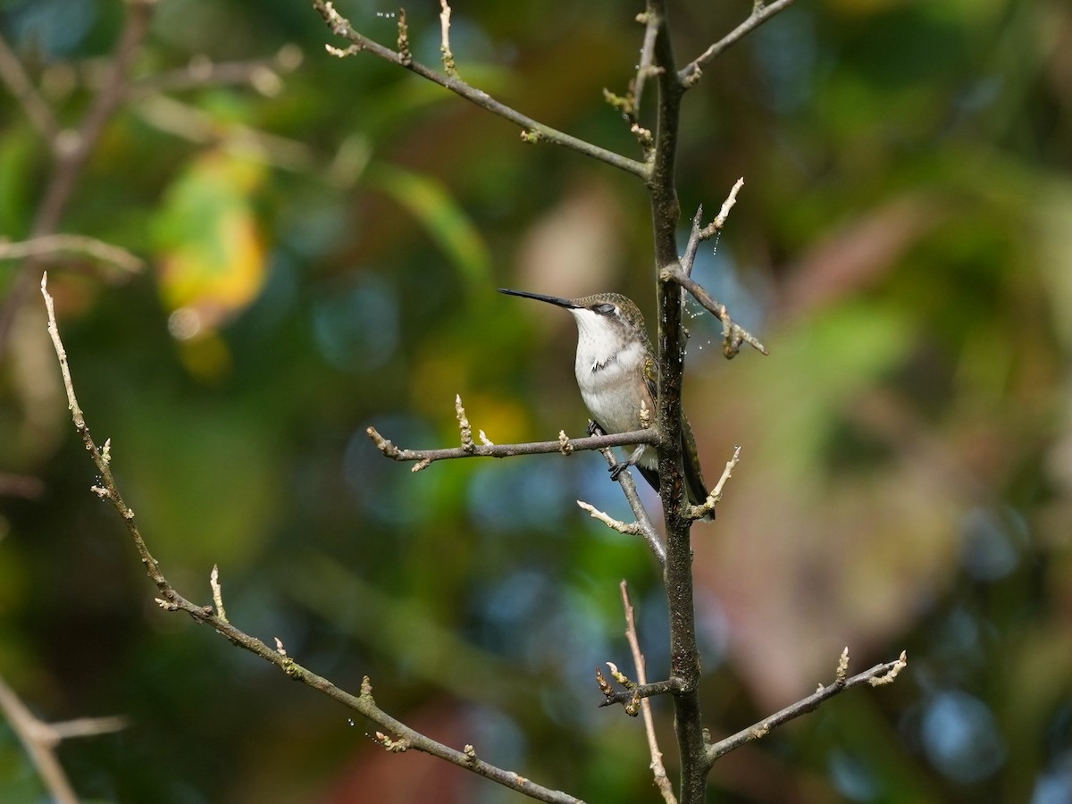 Ruby-throated Hummingbird - ML623959043