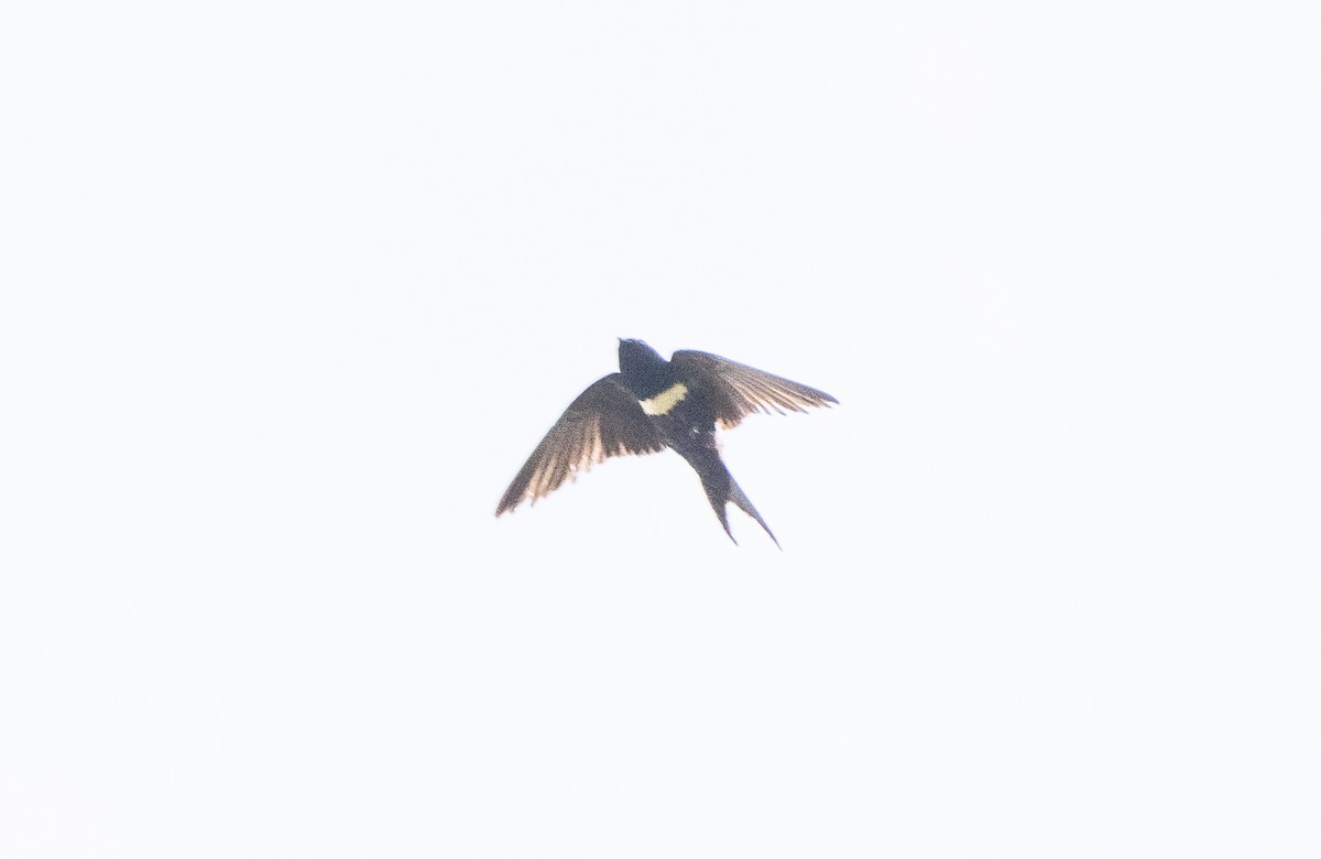 White-banded Swallow - ML623959052