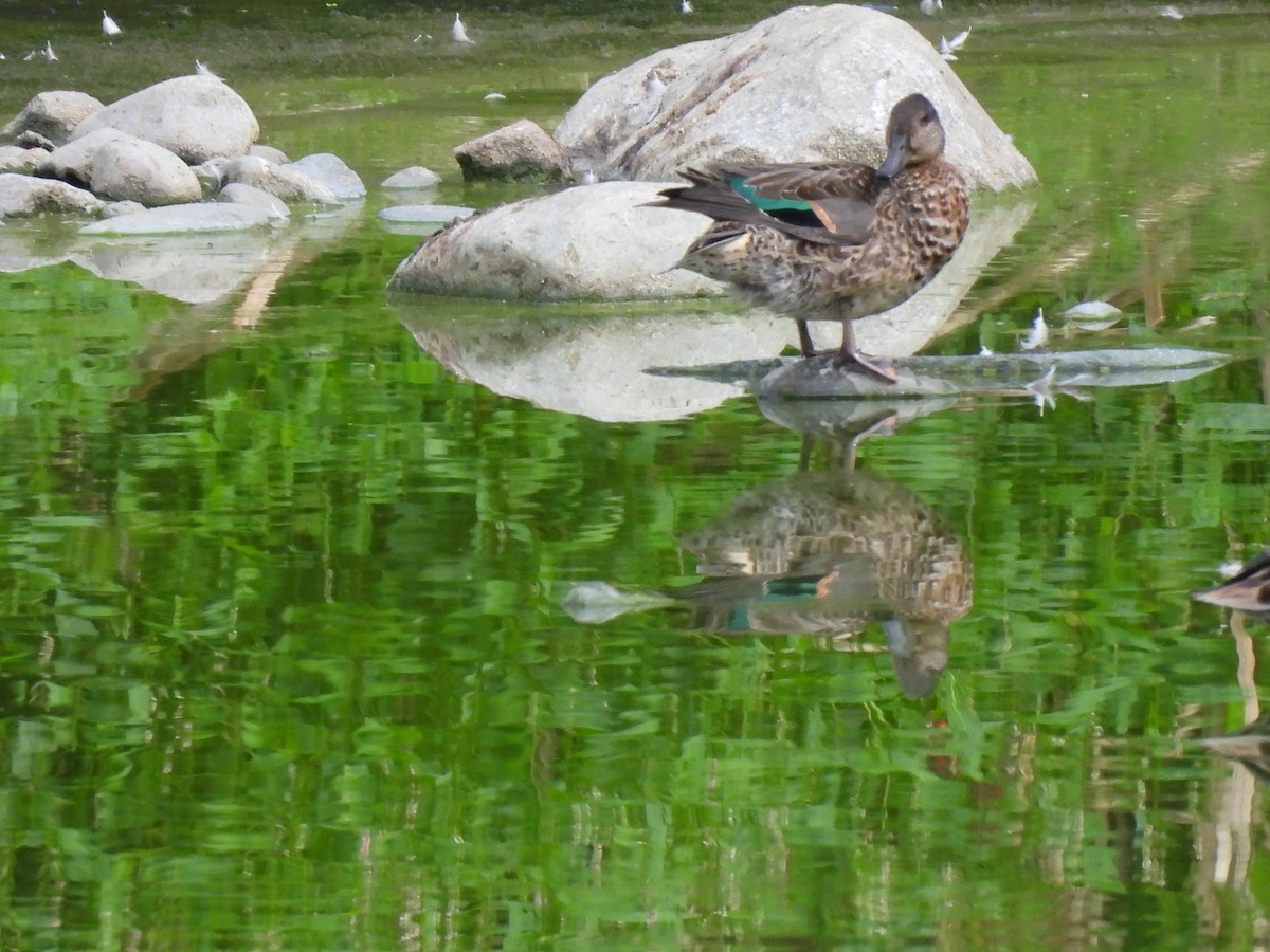 Green-winged Teal - Cheryl Ring