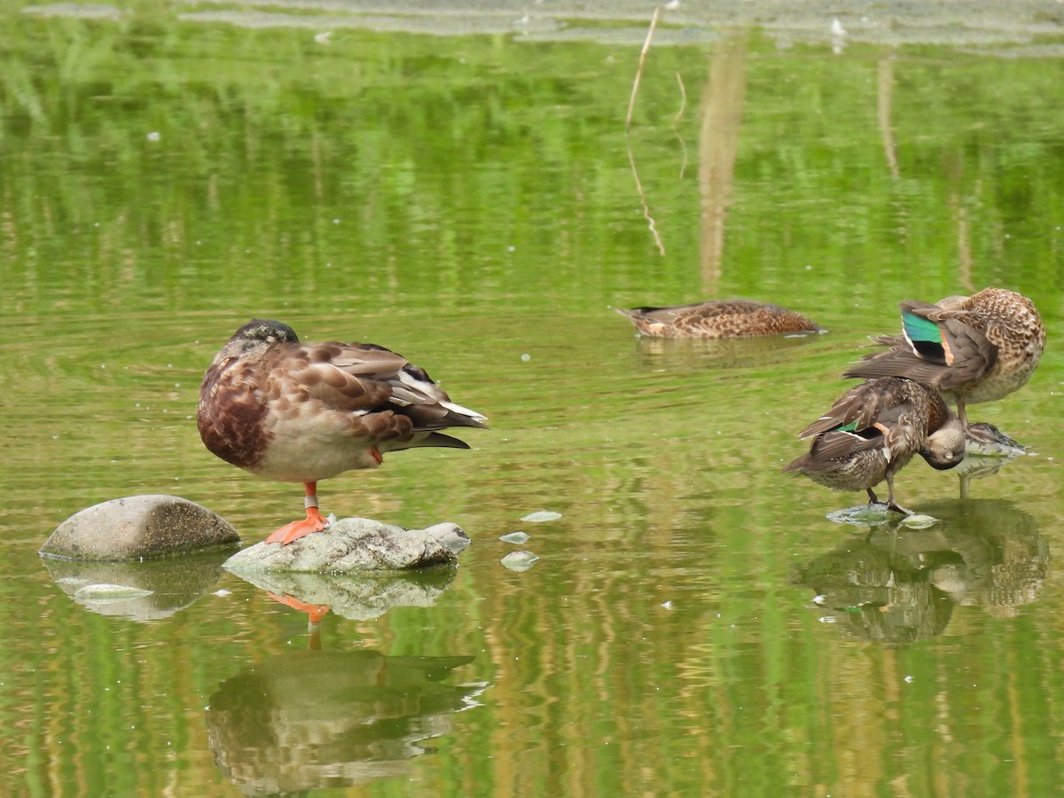 Green-winged Teal - Cheryl Ring