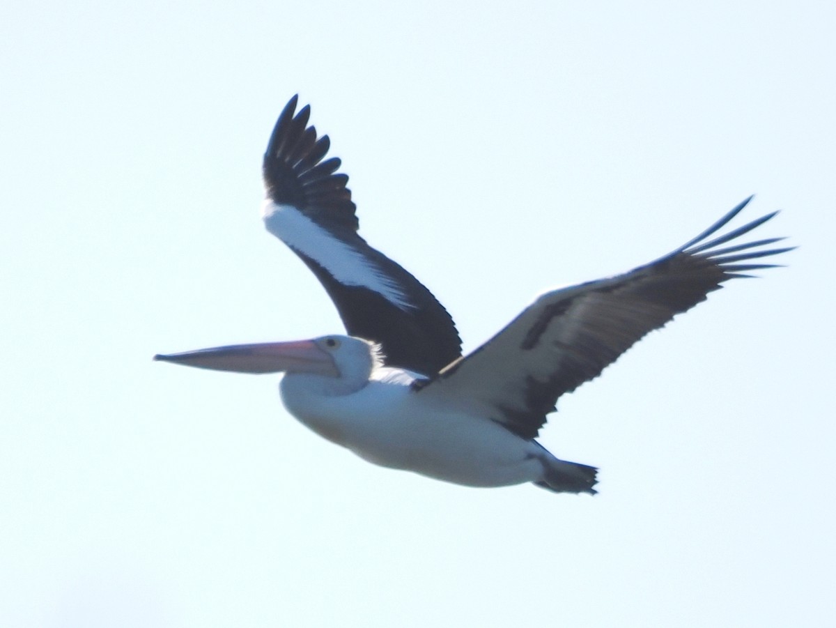 Australian Pelican - ML623959063