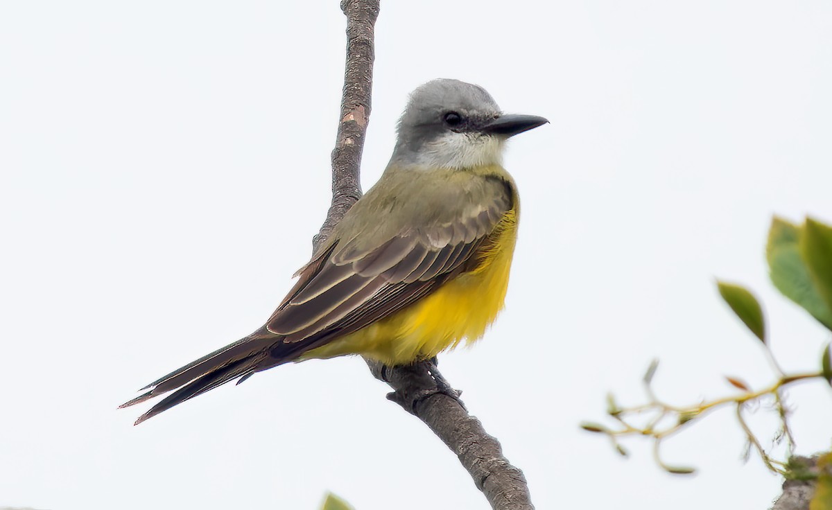 Tropical Kingbird - ML623959064