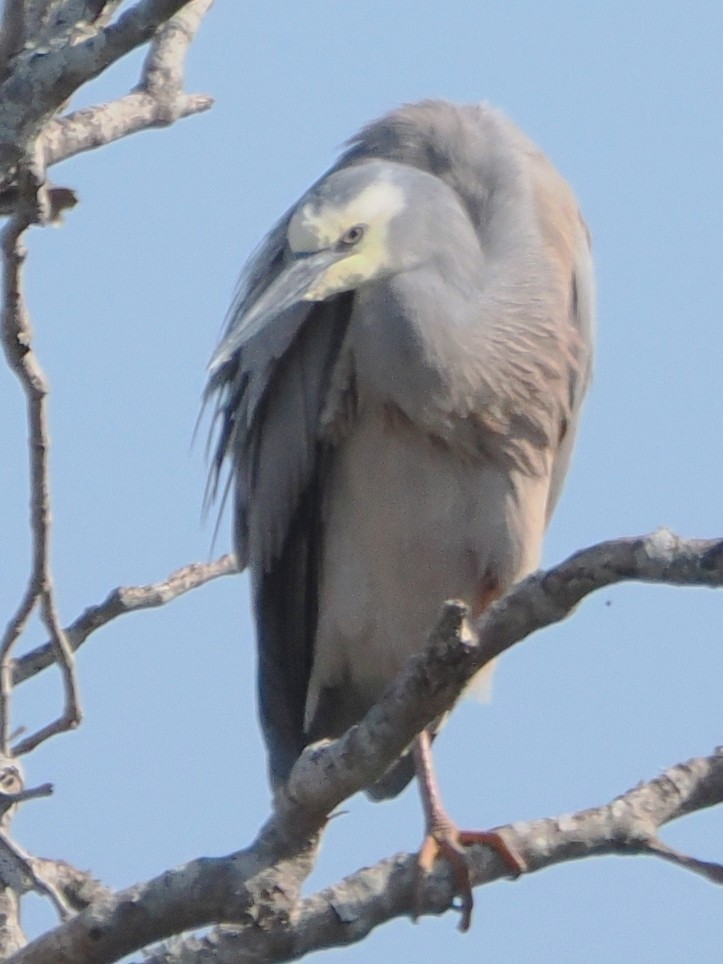 Garceta Cariblanca - ML623959070