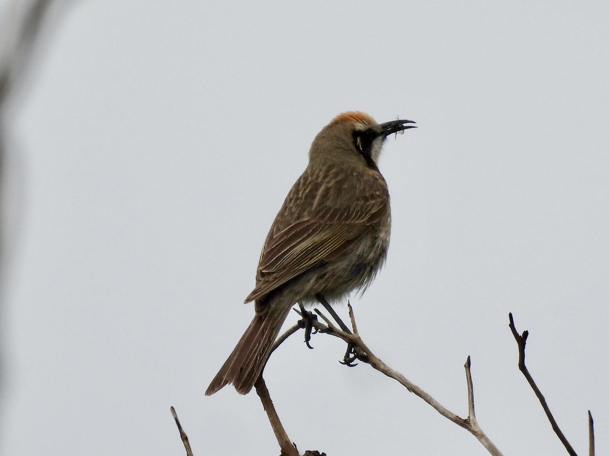 Tawny-crowned Honeyeater - ML623959071